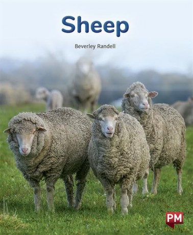 Pm Purple: Sheep Pm Non-Fiction Levels - Beverley Randell [KSIĄŻKA]