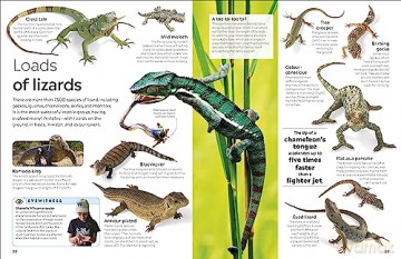 Reptile - Dk [KSIĄŻKA]