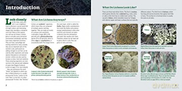 Secret World Of Lichens - Troy Mcmullin [KSIĄŻKA]