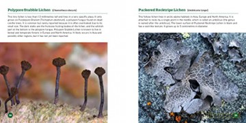 Secret World Of Lichens - Troy Mcmullin [KSIĄŻKA]