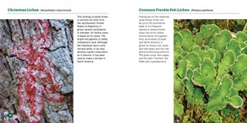 Secret World Of Lichens - Troy Mcmullin [KSIĄŻKA]