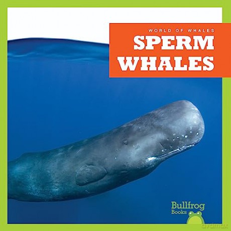 Sperm Whales - Katie Chanez [KSIĄŻKA]