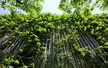 Vo Trong Nghia Building Nature - Philip Jodidio [KSIĄŻKA]