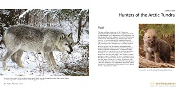 Wildlife Of The North - Halle Flygare [KSIĄŻKA]