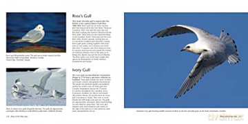 Wildlife Of The North - Halle Flygare [KSIĄŻKA]