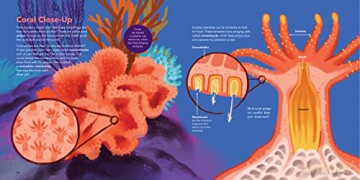 World Of Coral Reefs The - Erin Spencer [KSIĄŻKA]