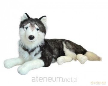 Husky leżący 60cm