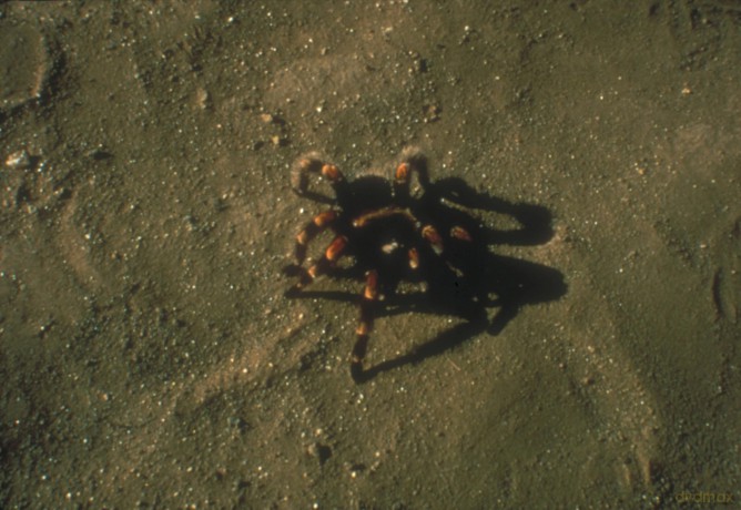 Tarantulas: The Deadly Cargo [Blu-Ray]
