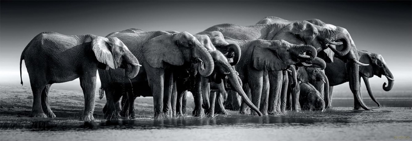 CLEMENTONI 1000 el. Panorama HQ Herd of Giants [PUZZLE]