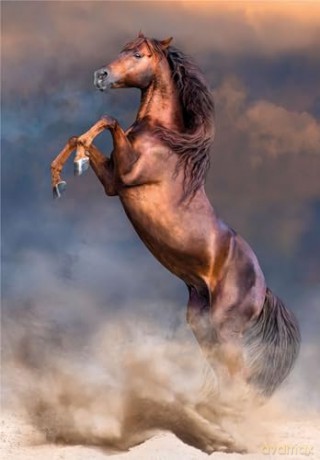 CLEMENTONI 500 el. HQ Wild Red Stallion [PUZZLE]
