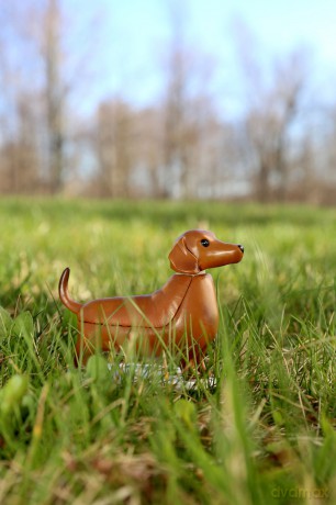 Solar Dachshund - Boudewijn (1612)