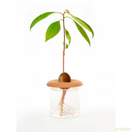 Terracotta - Seed Sprouters (CD535)