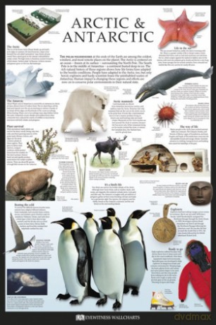 Arktyka I Antarktyda - Dorling Kindersley [PLAKAT]