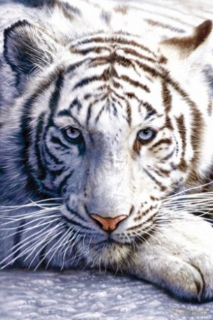 Bengalski Tygrys [PLAKAT]