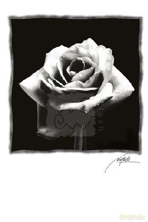 Black Rose [PLAKAT]