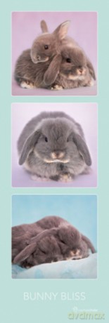 Bunny Bliss [PLAKAT]