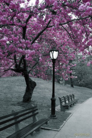 Central Park Blossom [PLAKAT]