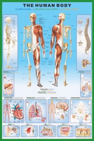 Ciało Człowieka (anatomia) [PLAKAT]