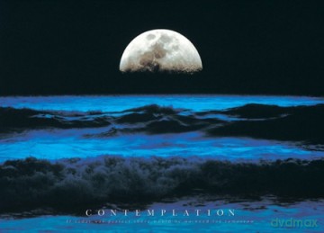 Contemplation [PLAKAT]