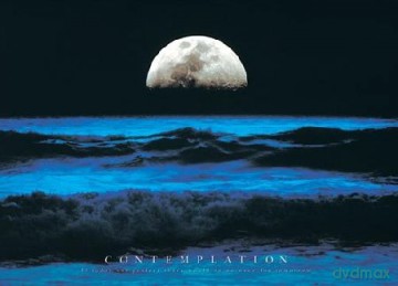 Contemplation [PLAKAT]