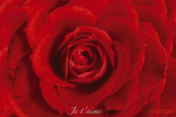 Czerwona Róża - Red Rose [PLAKAT]