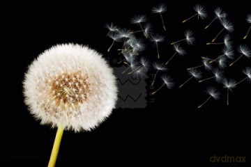 Dandelion Dream [PLAKAT]