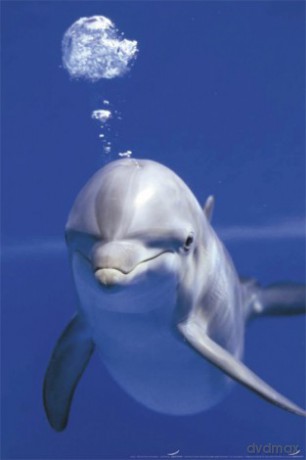 Delfin Pod Wodą [PLAKAT]