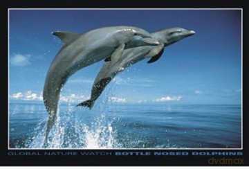 Delfiny [PLAKAT]
