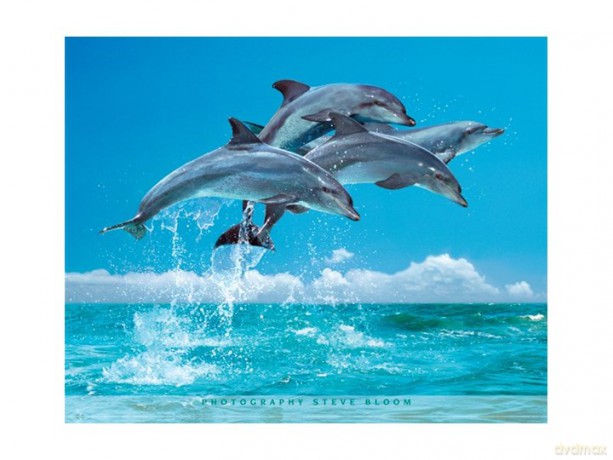 Delfiny [PLAKAT]