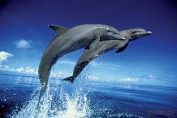 Delfiny (Para) [PLAKAT]