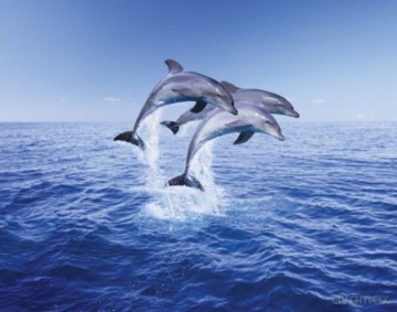 Delfiny (trio) [PLAKAT]