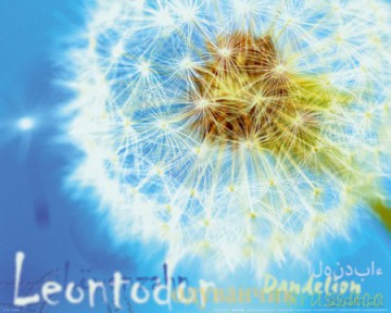 Dmuchawiec - Dandelion [PLAKAT]