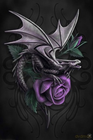 Dragon Beauty [PLAKAT]