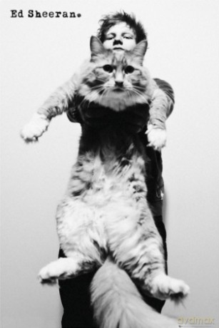 Ed Sheeran Cat [PLAKAT]