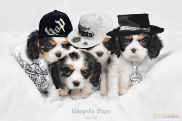 Gangsterskie Psy [PLAKAT]