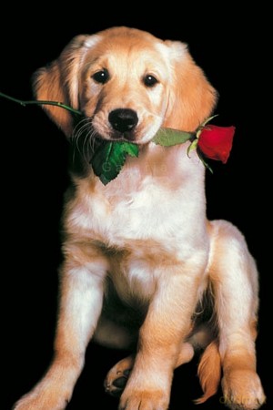 Golden Retriever [PLAKAT]