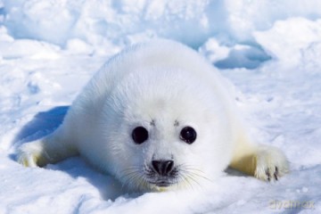Harp Seal Pup [PLAKAT]