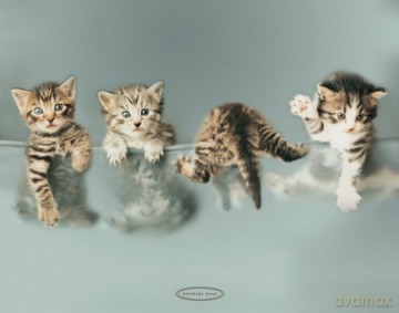 Hobbie, Mindy, Tyson & Kc [PLAKAT]