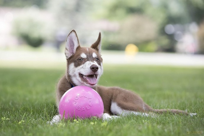 Jolly Pets - Ball Bounce-n Play 11cm Pink (Bubble Gum Smell)