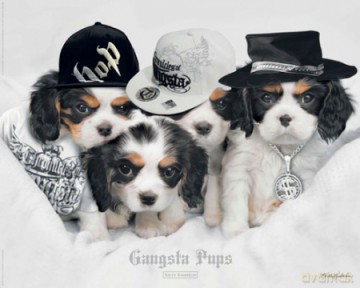 Keith Kimberlin - Gangsterskie Psy [PLAKAT]