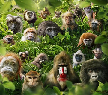 Primates (Naczelne) [Blu-Ray]