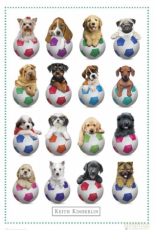 Kimberlin Football Dogs [PLAKAT]