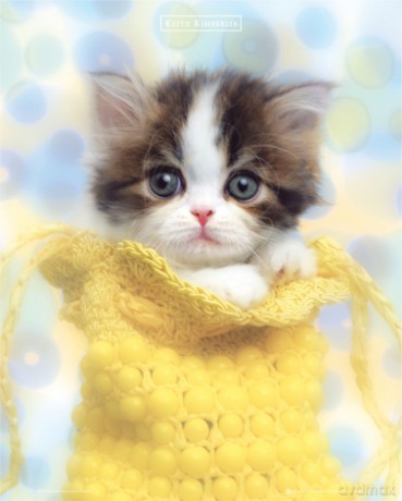 Kimberlin Purse [PLAKAT]