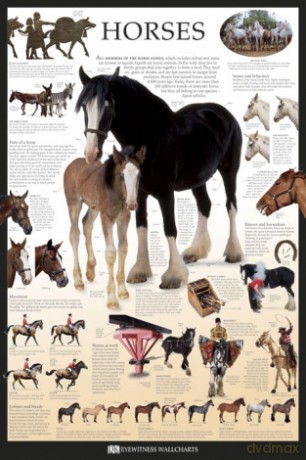 Konie - Dorling Kindersley [PLAKAT]
