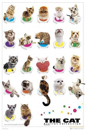 Kot (compilation) [PLAKAT]