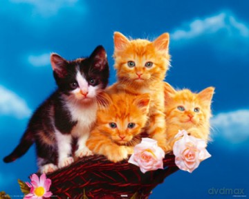 Koty - Four Kittens [PLAKAT]
