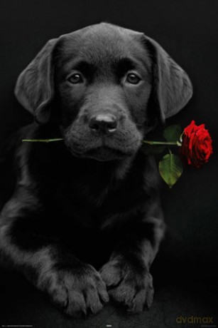 Labrador z Czerwoną Różą [PLAKAT]