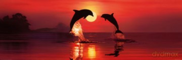 Lassen (dolphin Down) [PLAKAT]