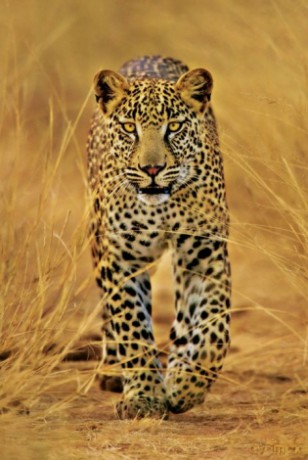 Leopard [PLAKAT]