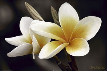 Lilie - Frangipani [PLAKAT]